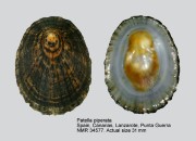 Patella piperata